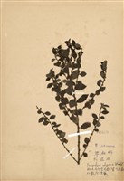 藏品(水雞油)的圖片